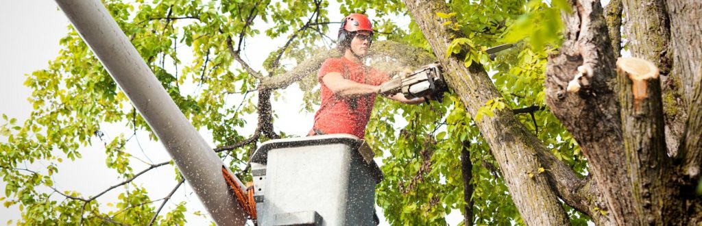 Organize and view your vegetation management work as it progresses through your process. 